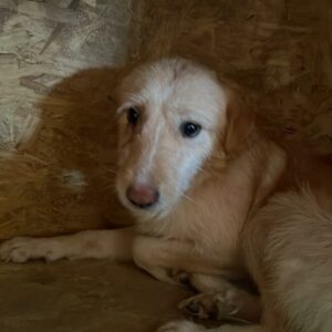 EEFJE - reserviert NadineH vermittelt