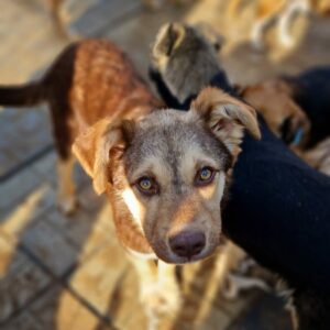 ATON - reserviert Tierhilfe Lebenswert DR (12.05.) - vermittelt