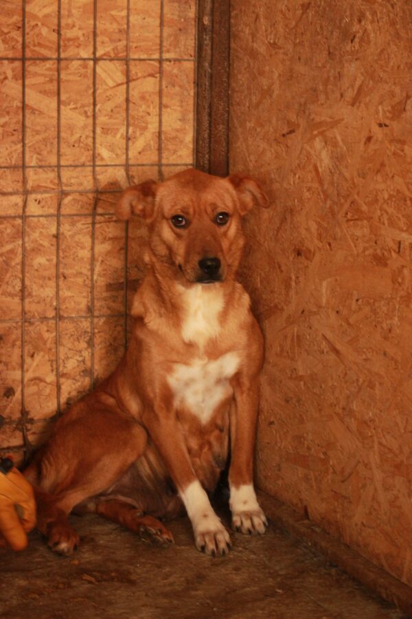 HANNA(♀)  - Notfall - Mobbingopfer hat Bisswunden - vermittelt AL – Bild 5