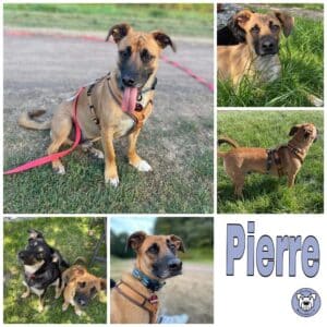 Pierre in 26810 Westoverledingen *vermittelt*