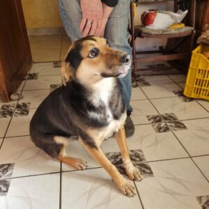 ANDA - reserviert Tierhilfe Lebenswert DR (07.02.) - vermittelt