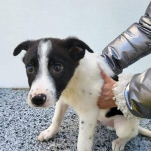 LUCA - reserviert IH DR (16.01.) - vermittelt