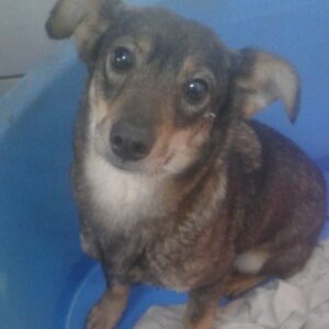 KATJA - reserviert TINO vermittelt