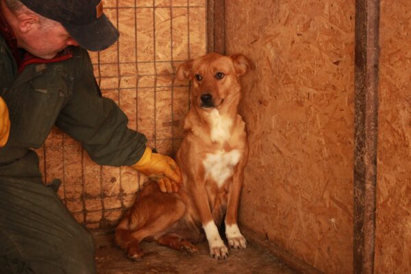 HANNA(♀)  - Notfall - Mobbingopfer hat Bisswunden - vermittelt AL – Bild 7
