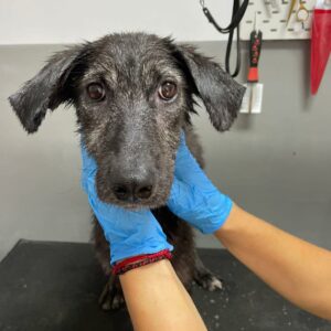 ESHA - reserviert Tierhilfe Lebenswert DR (21.09.) - vermittelt