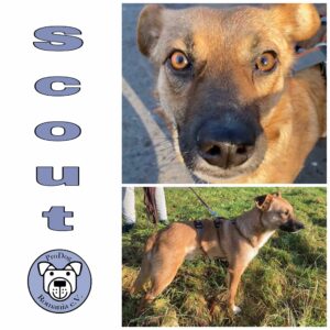 Scout in 59387 Herbern