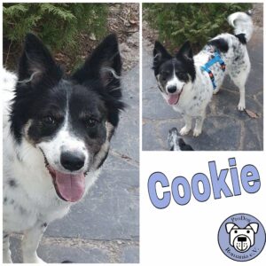 Cookie in 16540 Hohen Neuendorf