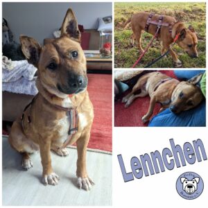 Lennchen in 33154 Salzkotten