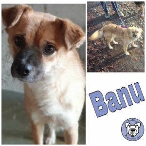 Banu in 51429 Bergisch Gladbach *vermittelt*