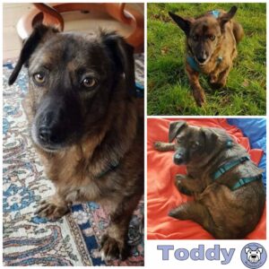 Toddy in 23715 Bosau