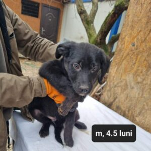 PIP - reserviert Tierhilfe Lebenswert DR (13.02.) - vermittelt