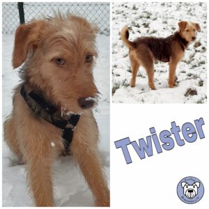 Twister in 37539 Bad Grund