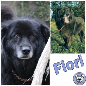 Flori in 59555 Lippstadt