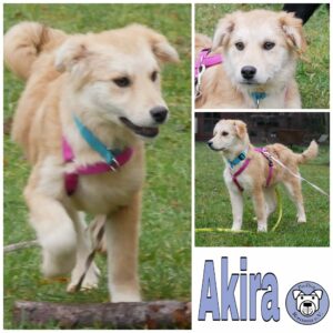 Akira in 21493 Möhnsen - vermittelt -