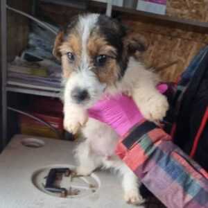 STRUPPI - reserviert Tierhilfe Lebenswert DR (14.01.) - vermittelt