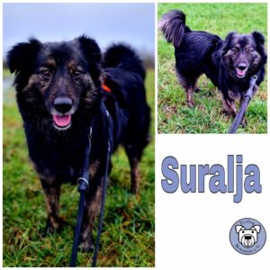 Suralja in 64846 Groß-Zimmern *vermittelt*