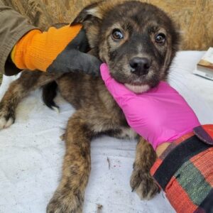 WAPI - reserviert IH DR - vermittelt