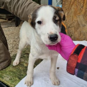 LISSI - reserviert Tierhilfe Lebenswert DR (14.01.) - vermittelt