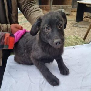 MATTEO - reserviert Tierhilfe Lebenswert DR (13.02.) - vermittelt