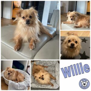 Willie in 28239 Bremen *vermittelt*