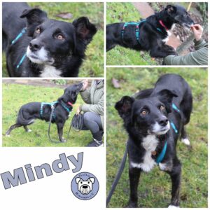 Mindy in 96052 Bamberg *vermittelt*