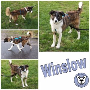 Winslow in 15370 bei Berlin *vermittelt*