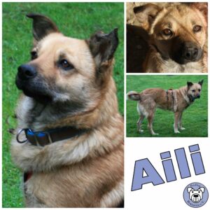 Aili in 31812 Lügde