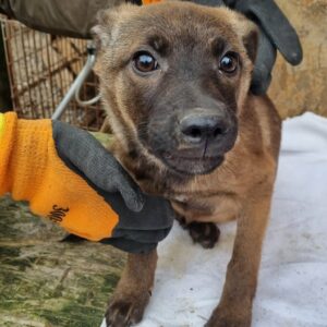 NIKI - reserviert Tierhilfe Lebenswert DR (24.01.) - vermittelt