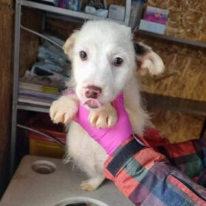 TIM - reserviert Tierhilfe Lebenswert DR (14.12.) - vermittelt