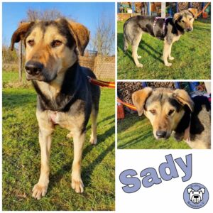 Sady in 24148 Kiel *vermittelt*