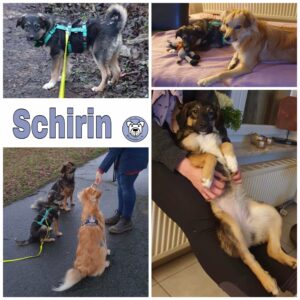 Schirin in 21256 Handeloh