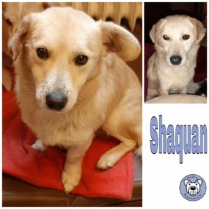 Shaquan *vermittelt*