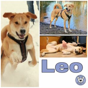 Leo in 39624 Kalbe (Milde) *vermittelt*