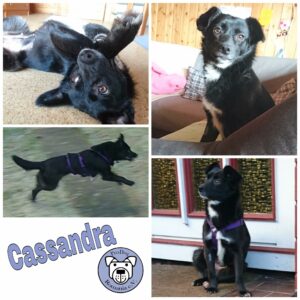 Cassandra in 24811 Owschlag, Brek