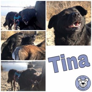 Tina in 85077 Manching *vermittelt*