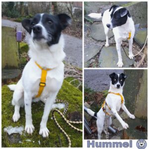 Hummel in 34474 Diemelstadt *vermittelt*