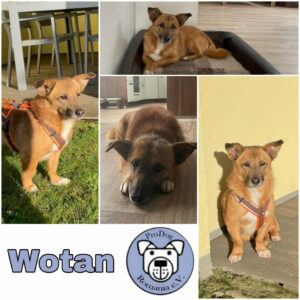 Wotan in 42579 Heiligenhaus - vermittelt