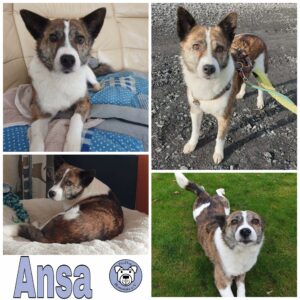 Ansa in 46359 Heiden