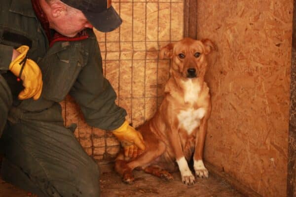 HANNA(♀)  - Notfall - Mobbingopfer hat Bisswunden - vermittelt AL – Bild 6