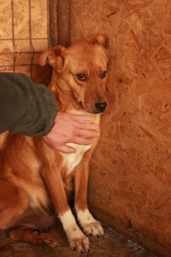 HANNA(♀)  - Notfall - Mobbingopfer hat Bisswunden - vermittelt AL – Bild 8