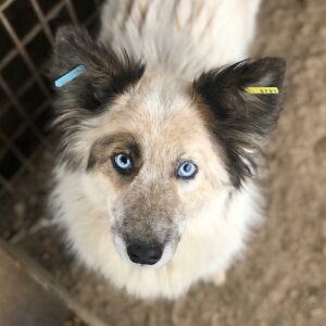 FEDJA - reserviert SK - vermittelt