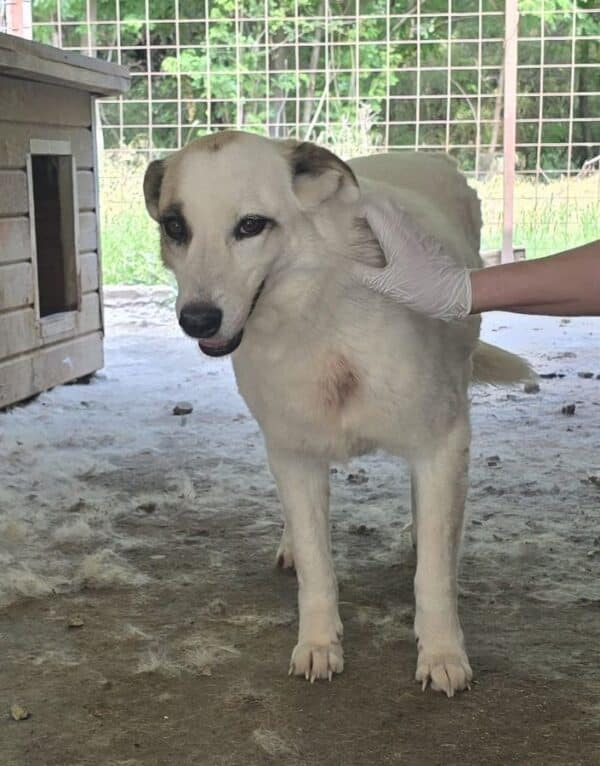 BATIDA (♀) – Bild 3
