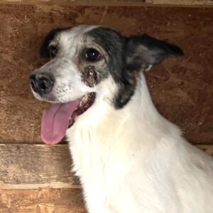 ALISA (♀) - med. Notfall (alter, schlecht verheilter Bruch)