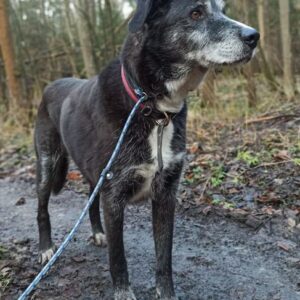 CHESTER in 99636 Ostramondra *vermittelt*