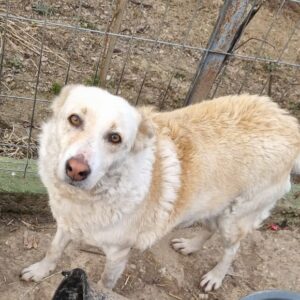 USHA - reserviert TINO 20.05. - vermittelt