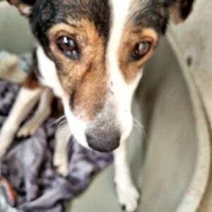 AURINKO - Notfall - reserviert IH DR (28.02.) - vermittelt