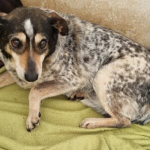 ZABA - reserviert IH DR (01.03.) - vermittelt