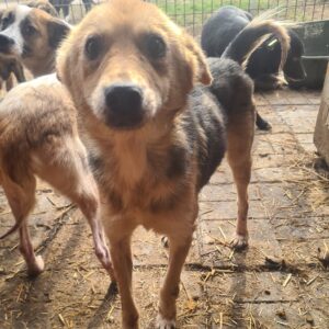 SHONA - Notfall - sehr dünn - reserviert IH DR (01.03.) - vermittelt