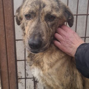 JULCHEN - reserviert für Tierhilfe Lebenswert DR (18-03) - vermittelt