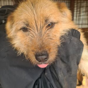 LEMMY - reserviert IH DR (02.03.) - vermittelt